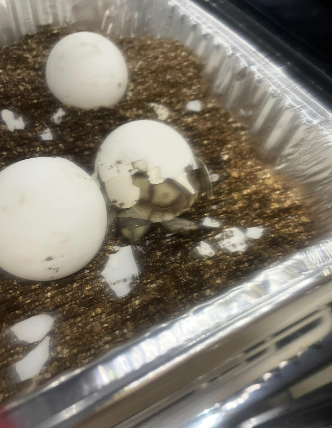 Sulcata Safari
