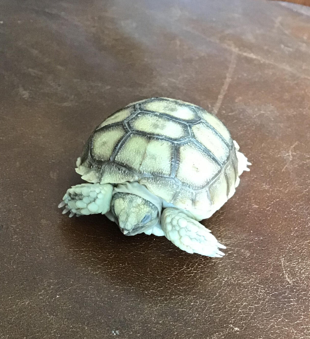 Sulcata Safari