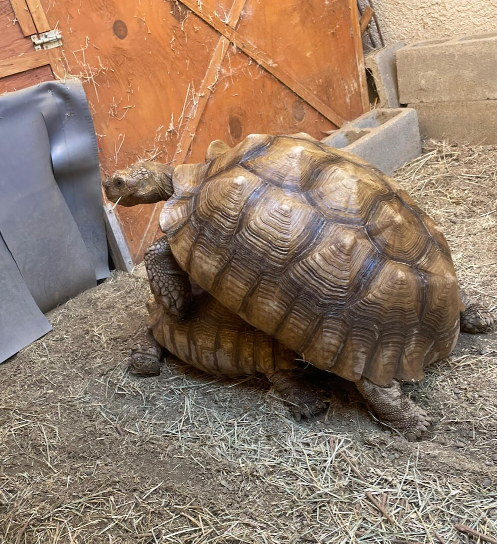 Sulcata Safari