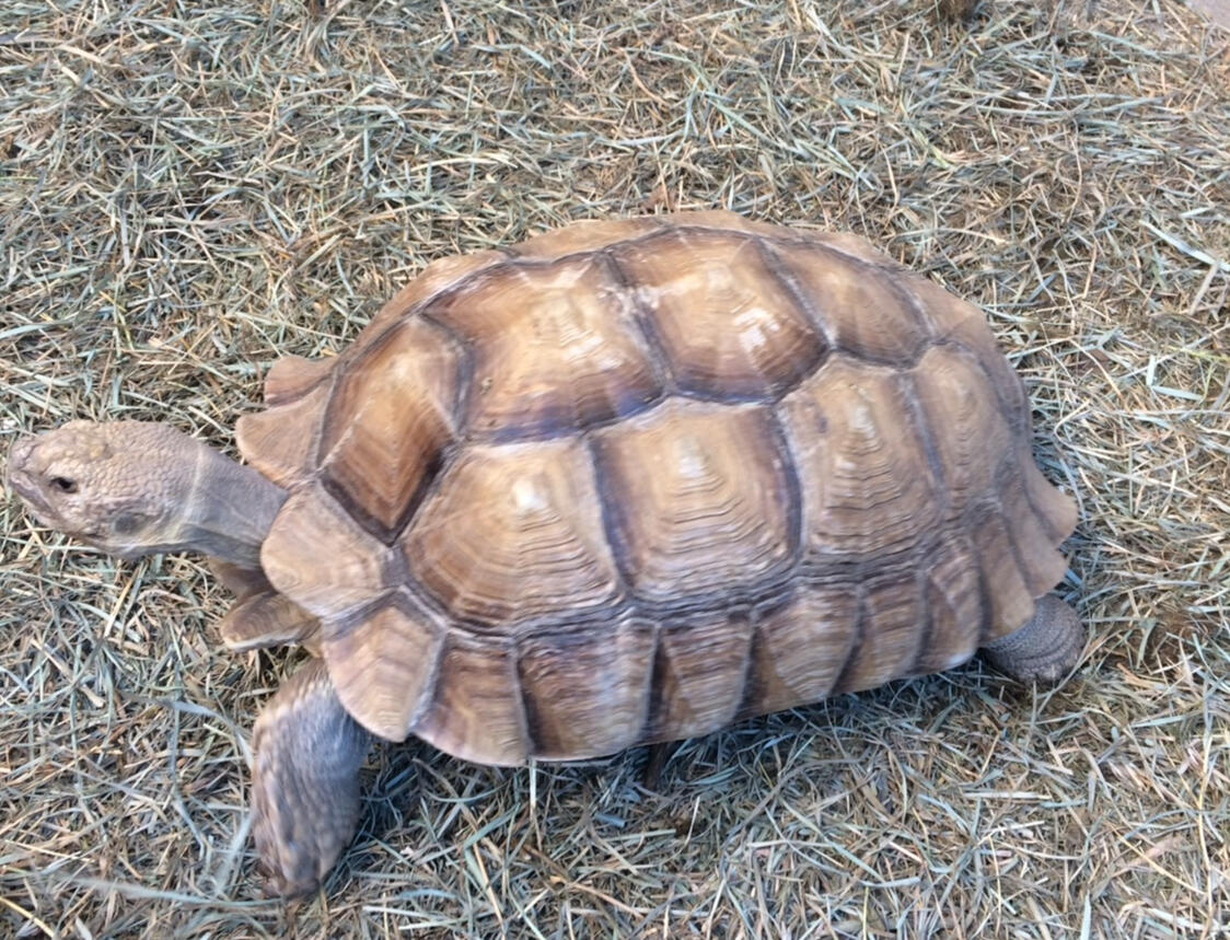 Sulcata Safari
