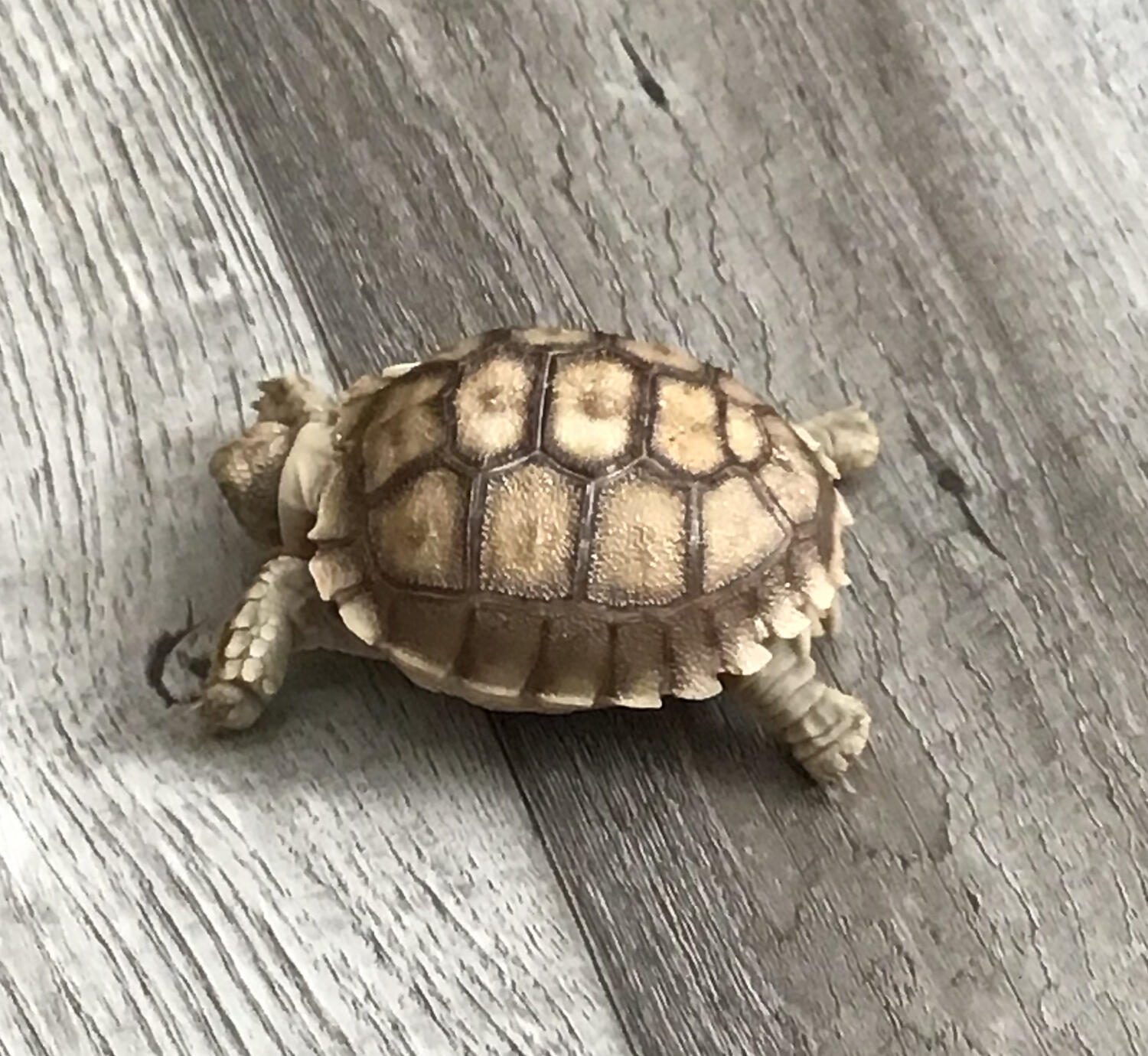 Sulcata Safari
